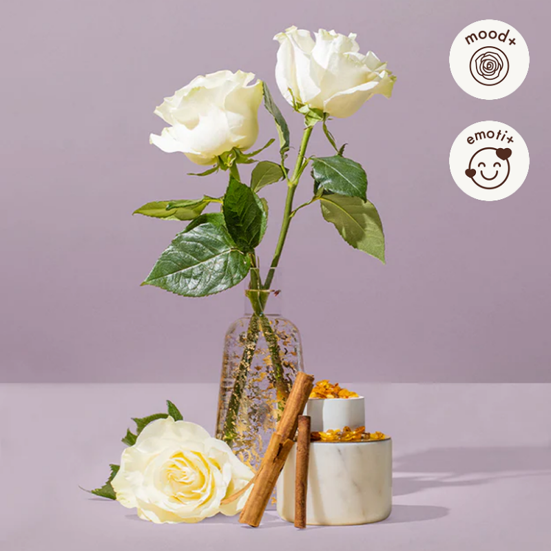Rose Absolute Fragrance Oil